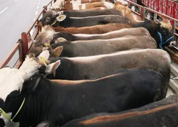 Kurbanlık sevkiyatında dikkat edilmesi gereken hususlar
