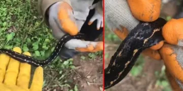 Hopa engereği rengi ve tüyleri ile dikkat çekiyor