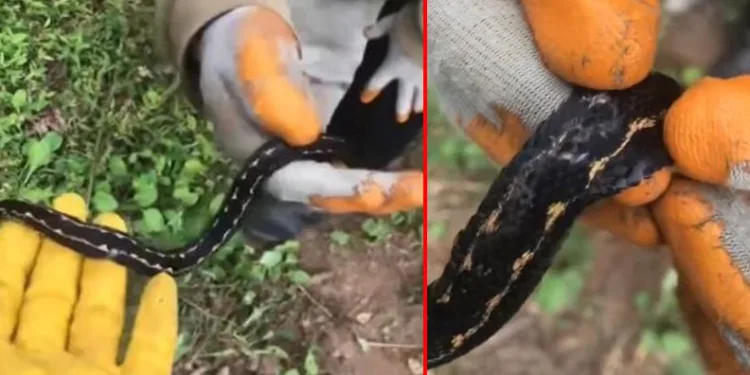 Hopa engereği rengi ve tüyleri ile dikkat çekiyor