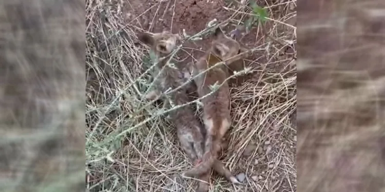 Ayakları bağlı yavru çakallar vatandaşlar tarafından kurtarıldı
