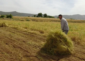 Mercimek çiftçinin yüzünü güldürdü