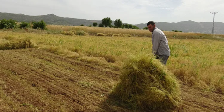 Mercimek çiftçinin yüzünü güldürdü