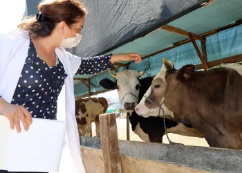 Mudanya’da hayvan pazarı yer değişikliği