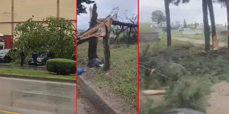 Bursa’da ağaçlara yıldırım düştü