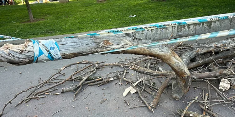 Gezi Parkı’nda başına ağaç dalı düşen kadın yaralandı