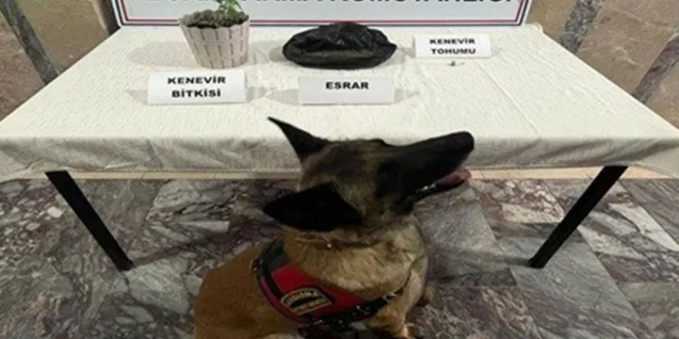 Jandarma ekiplerinden 4 ayrı uyuşturucu operasyonu