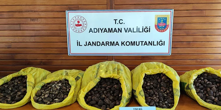 Salep soğanını izinsiz toplayan 5 şahsa suçüstü