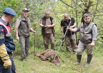 Uludağ’da yaralı ayı seferberliği