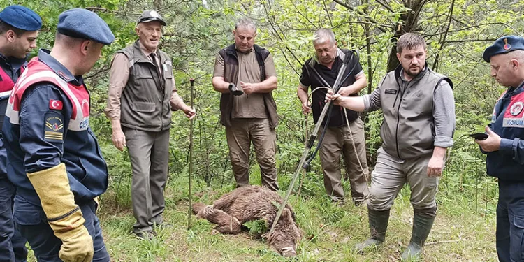 Uludağ’da yaralı ayı seferberliği