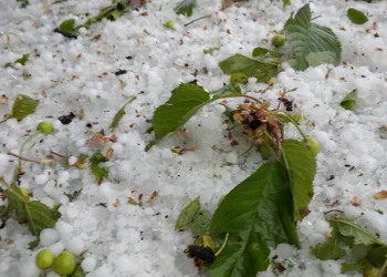 Meyve ağaçlarını dolu vurdu