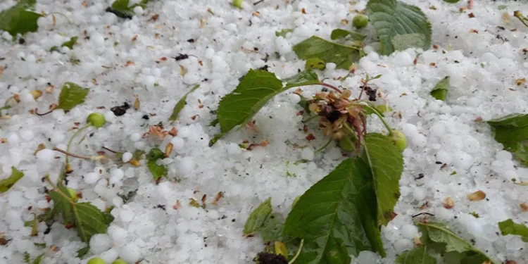 Meyve ağaçlarını dolu vurdu