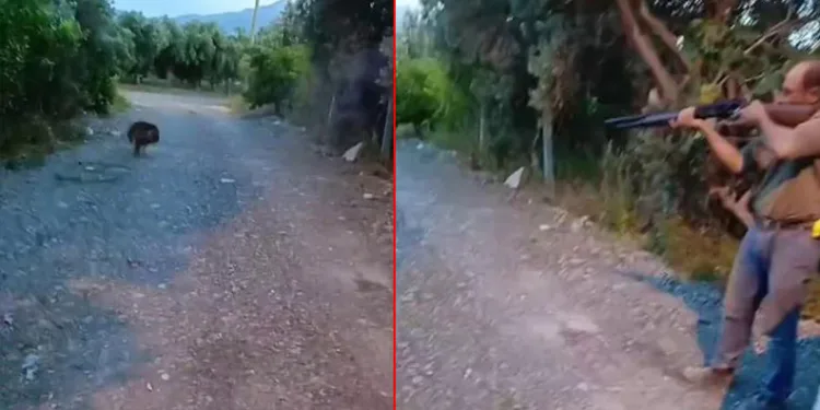 Sahipsiz köpeği tüfekle öldüren şahıs yakalandı