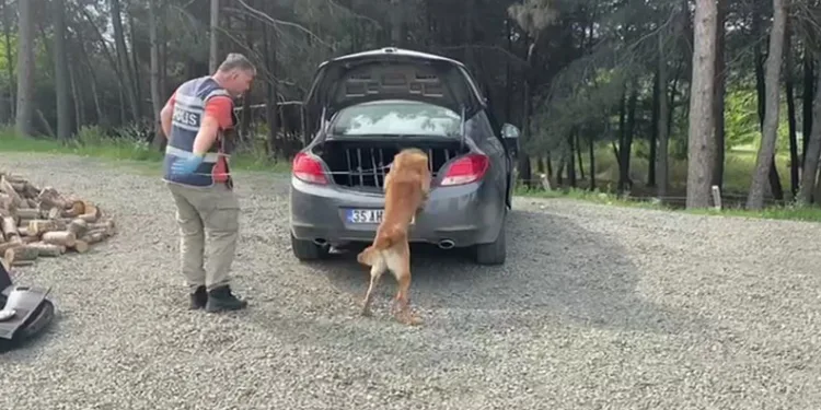 Narkotik dedektör köpeği araca zulalanmış uyuşturucu buldu