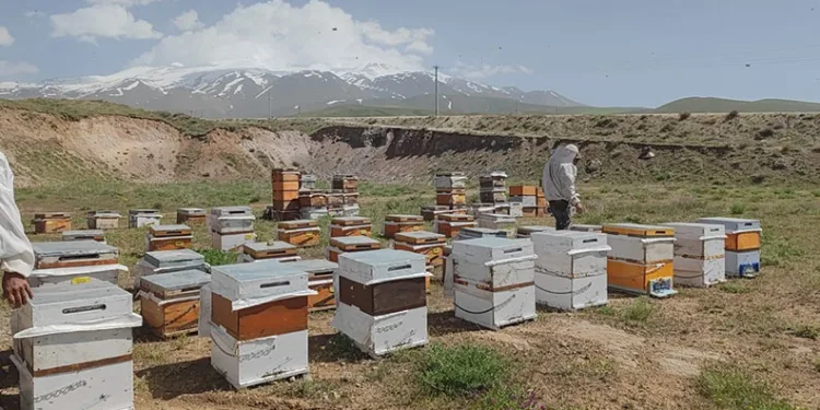 Arıcıların rekolte beklentisi yüksek