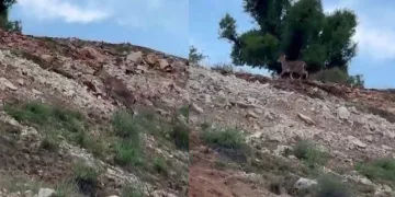 Ardahan’da dolu yağışı sonrası kent beyaza büründü