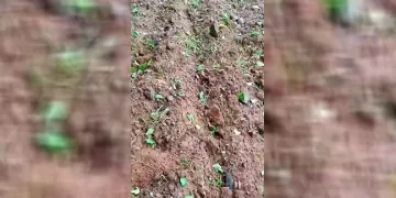 Dolu yağışı kayısı bahçelerine zarar verdi