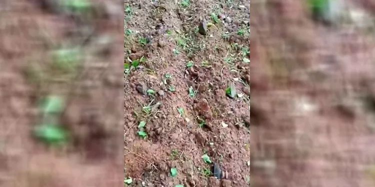 Dolu yağışı kayısı bahçelerine zarar verdi