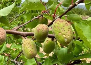 Dolu yağışı kayısıya zarar verdi