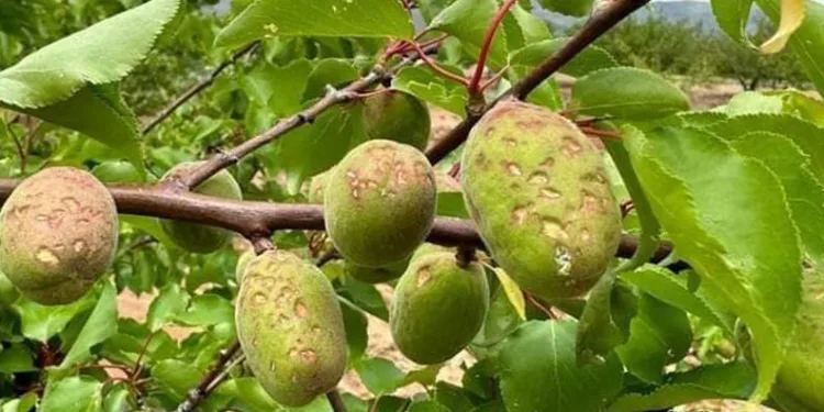 Dolu yağışı kayısıya zarar verdi