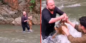 Artvin’de nehre düşen karaca kurtarıldı