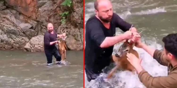 Artvin’de nehre düşen karaca kurtarıldı