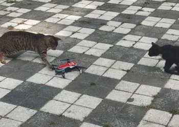 Dron gören masum kediler