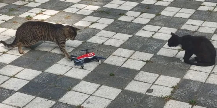 Dron gören masum kediler