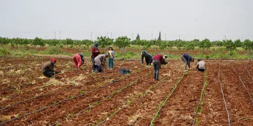 1 Mayıs’ta çiftçiler tarlalarını boş bırakmadı