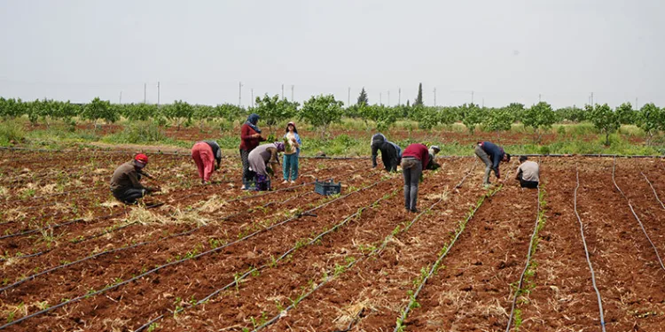 1 Mayıs’ta çiftçiler tarlalarını boş bırakmadı
