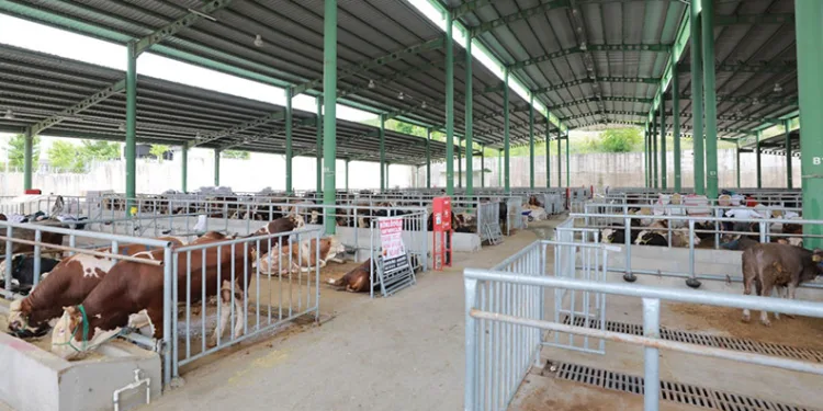 Kurban satışı için ön kayıtlar başladı