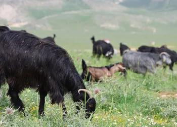 Hayvanlarını 6 ay dağda otlatıyor