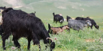 Hayvanlarını 6 ay dağda otlatıyor