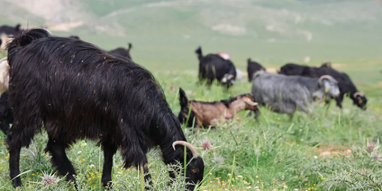 Hayvanlarını 6 ay dağda otlatıyor