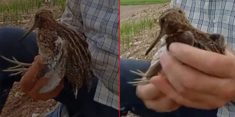 Türkiye’de nadir görülen Gallinago kuşu yaralı halde bulundu