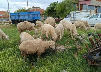 Eskişehir’de kurbanlık fiyatları belli oldu