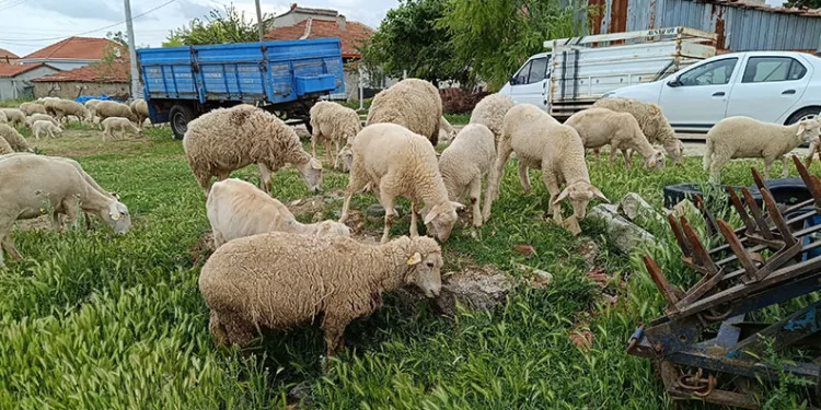 Eskişehir’de kurbanlık fiyatları belli oldu