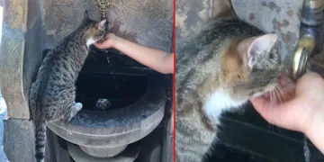 Susayan kediye elleri ile su içirdi