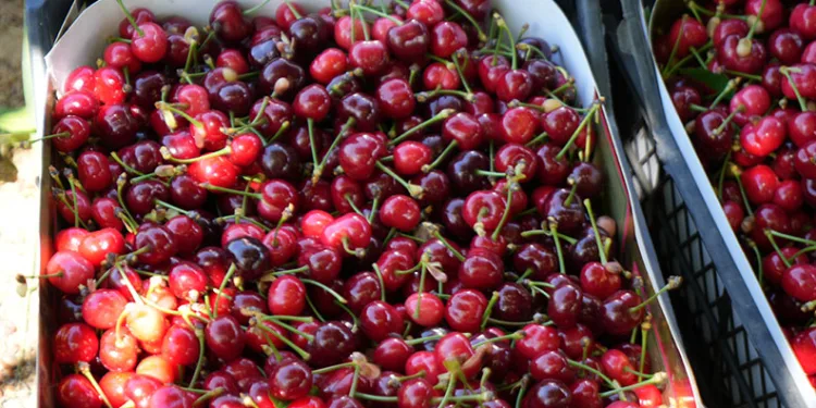 Tarlada 39, markette 199 lira
