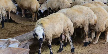 Adana’da küçükbaş kurbanlıkların fiyatları belirlendi