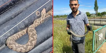 Çanakkale’de su borularından engerek yılanı çıktı