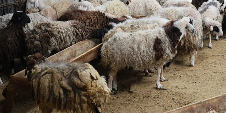 Küçükbaş hayvanda stokçuluğun kurban fiyatlarını artırdığı iddiası