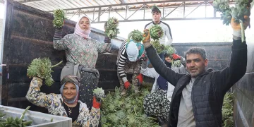 Enginar soyarak asgari ücretin 4 katını kazanıyorlar