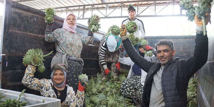 Enginar soyarak asgari ücretin 4 katını kazanıyorlar
