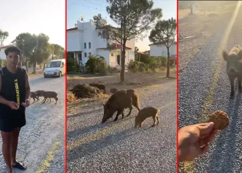 Bursa’da aç kalan domuzları kurabiye ile besledi