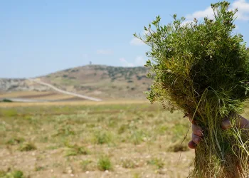 Kilis’te kimyon hasadı başladı