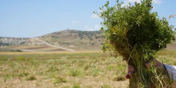 Kilis’te kimyon hasadı başladı