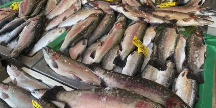 Somon balığının fiyatı düştü
