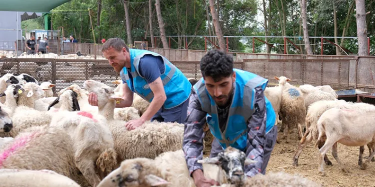 TDV’nin “İlk Kurbanım İlk İyiliğim” kampanyası devam ediyor