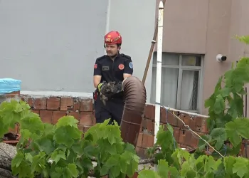 Bursa’da kedi kurtarma operasyonu
