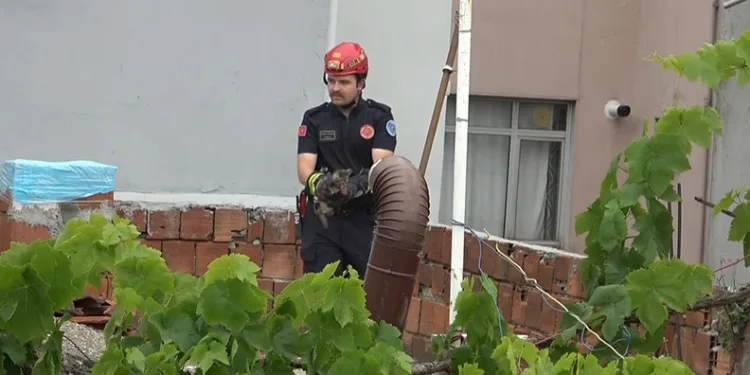 Bursa’da kedi kurtarma operasyonu